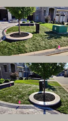 2024-Whitby-Landscaping-Sod-13-Small-Front-Lawn-Sod