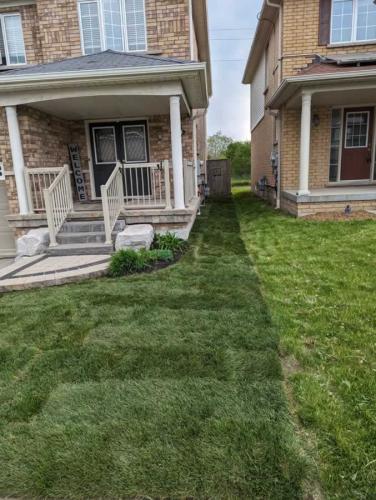 2024-Whitby-Landscaping-Sod-27-Front-Sod