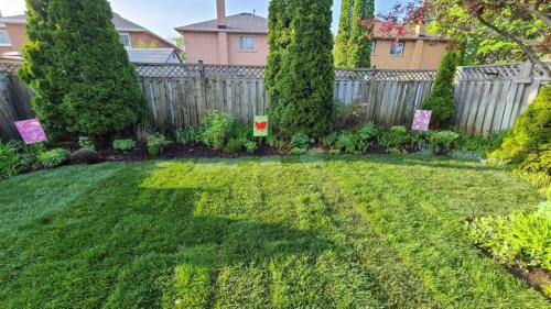 2024-Whitby-Landscaping-Sod-7-Backyard-Sod