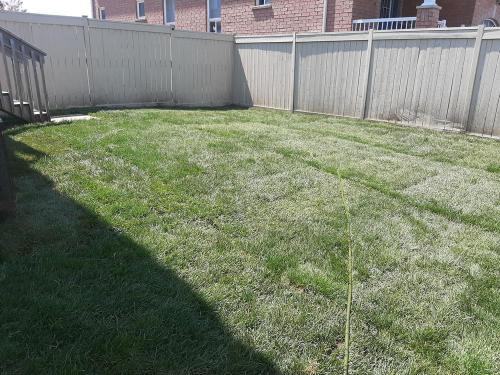 22 - Backyard turf replacement