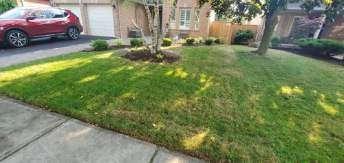 24 - Front yard sod and gardens after sod has rooted