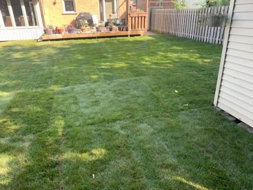 36 - Backyard sod in Queens common