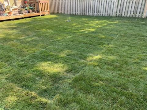 37 - Backyard sod in Queens common