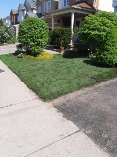 42 - Simple front lawn