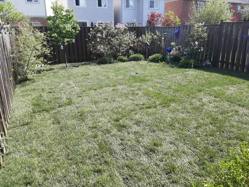 43 - Backyard sod installation