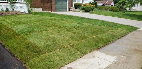 47 - Front yard sod install in Oshawa