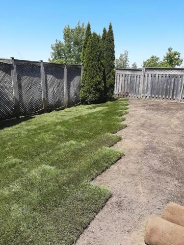 64 - Backyard sod in progress