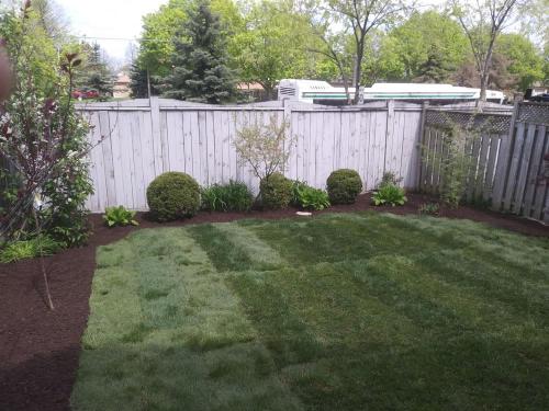 7 - New sod backyard