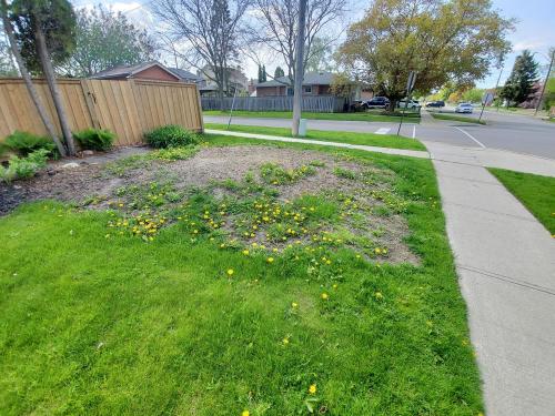 8 - Front yard before