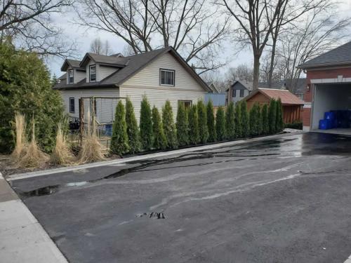 2024-Whitby-Landscaping-Tree-Care-1-Cedar-Hedge-Planting-1