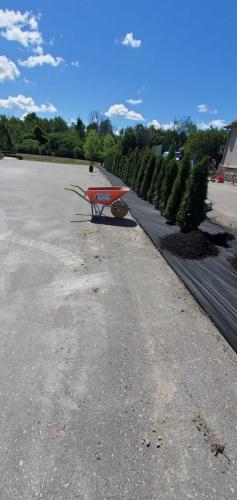 2024-Whitby-Landscaping-Tree-Care-10-Cedar-Hedge-PlantingPlanting-10