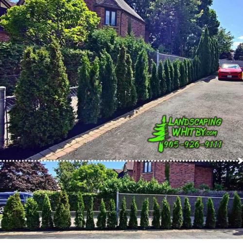 2024-Whitby-Landscaping-Tree-Care-12-Cedar-Hedge-PlantingPlanting
