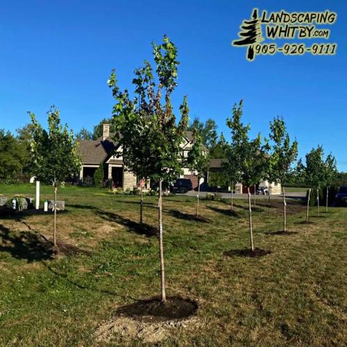 2024-Whitby-Landscaping-Tree-Care-13-Cedar-Hedge-PlantingPlanting