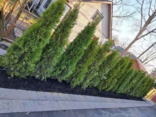 2024-Whitby-Landscaping-Tree-Care-2-Cedar-Hedge-Planting-2