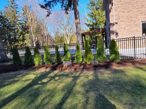 2024-Whitby-Landscaping-Tree-Care-3-Cedar-Privacy-Hedge