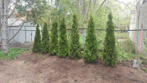 2024-Whitby-Landscaping-Tree-Care-4-Backyard-Privacy-Cedar