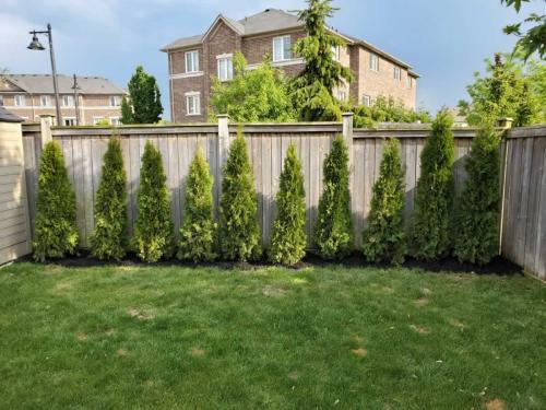 2024-Whitby-Landscaping-Tree-Care-6-Back-Fence-Privacy-Cedar