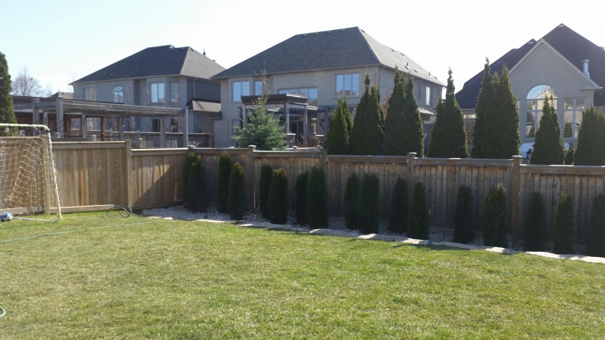 Backyard Cedar Hedge Planted 1