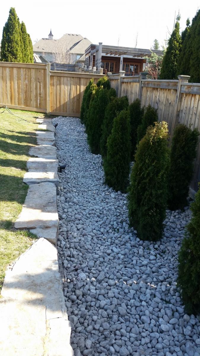 Backyard Cedar Hedge Planted 2