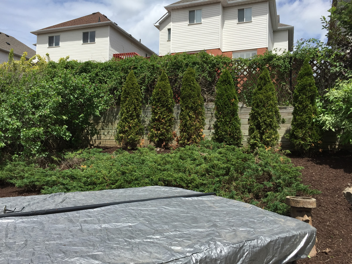 Backyard Ideas Cedar Hedge Tree Care