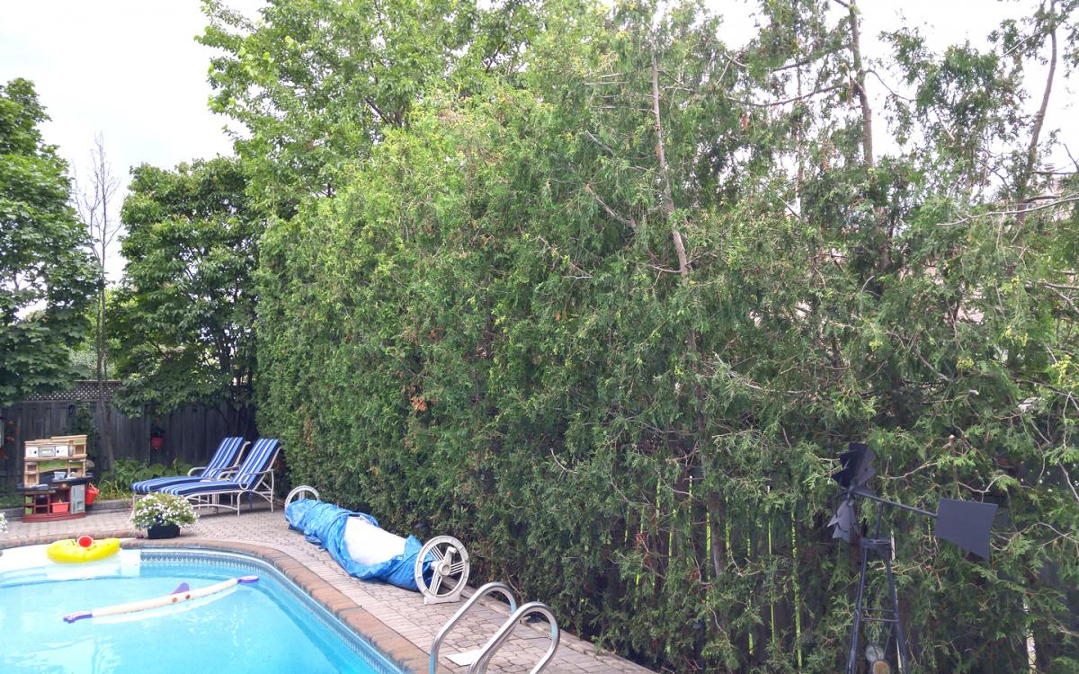 Backyard Privacy Hedge Installation