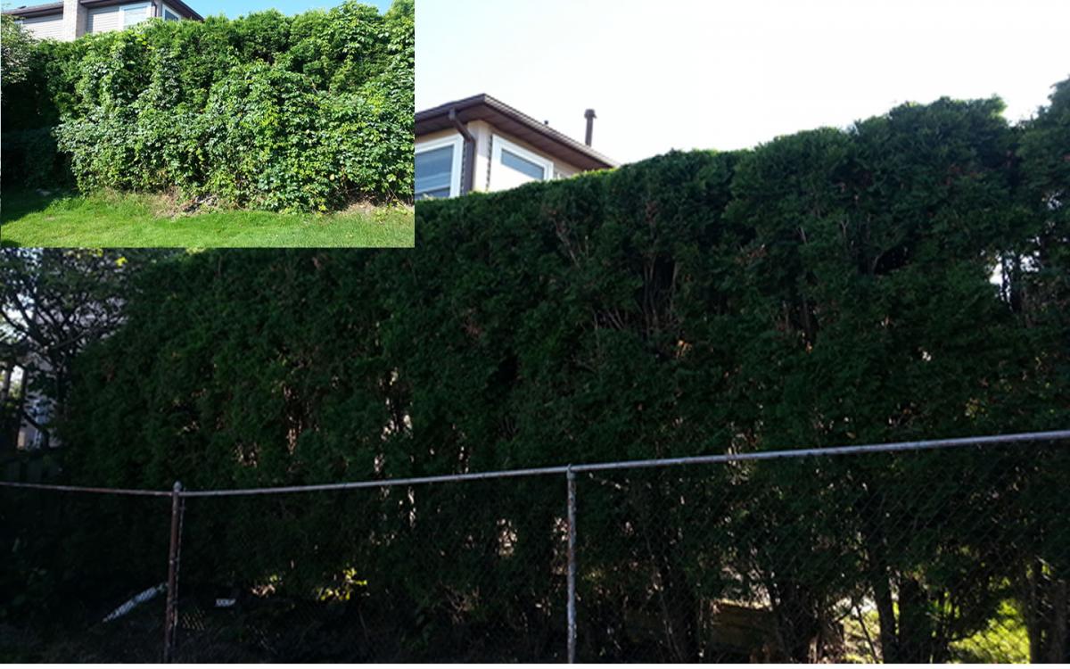 Hedge Pruning