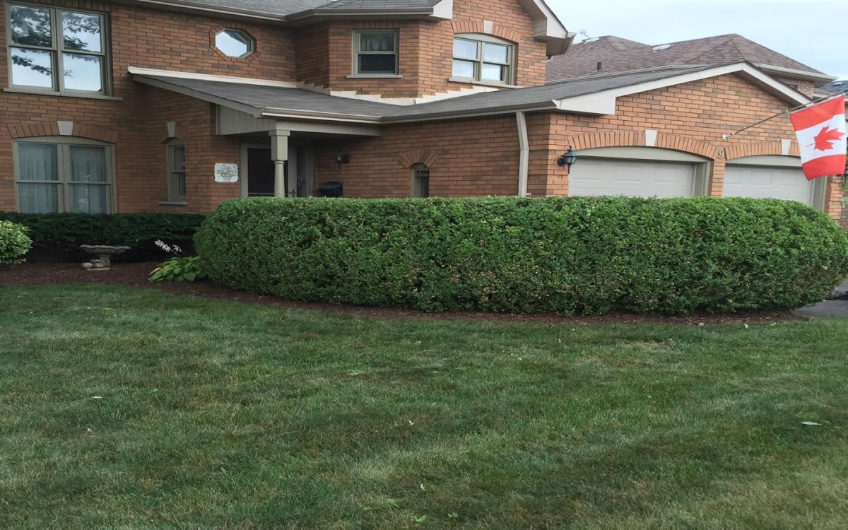 Hedge Shrub Tree Pruning Trimming Cutting