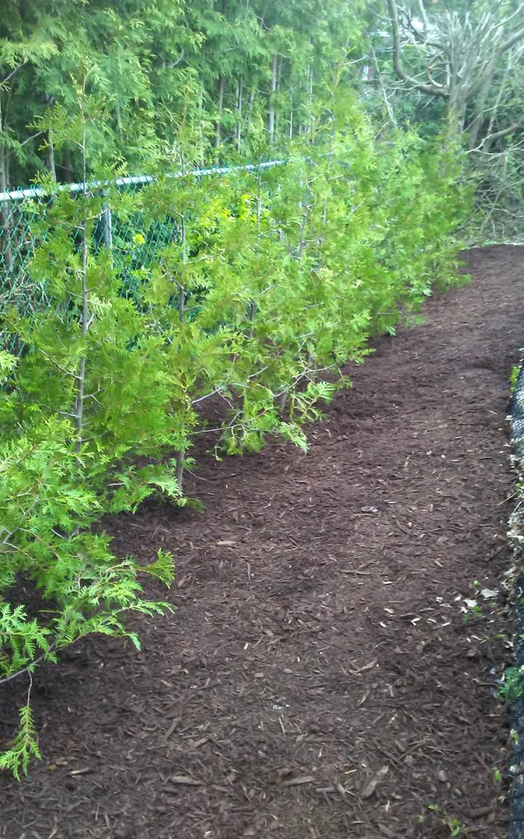 Hedging Cedar Planting and Mulching