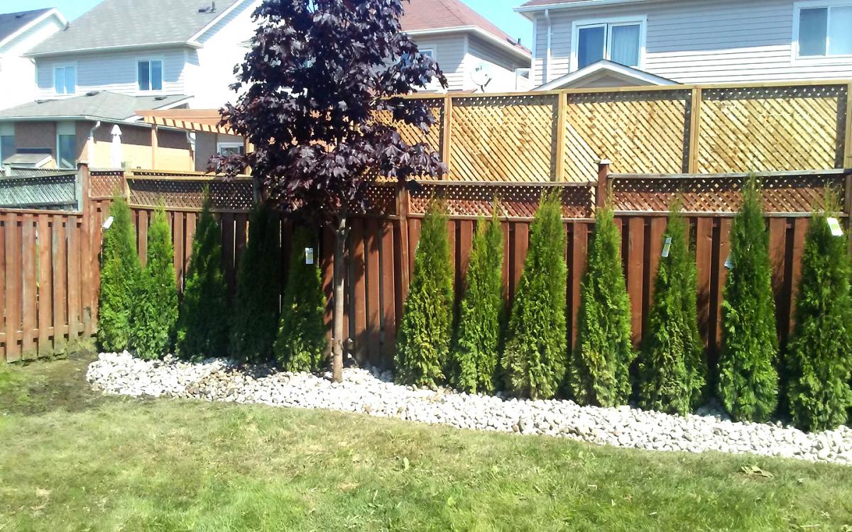 Privacy Cedar Planting  River Stone1