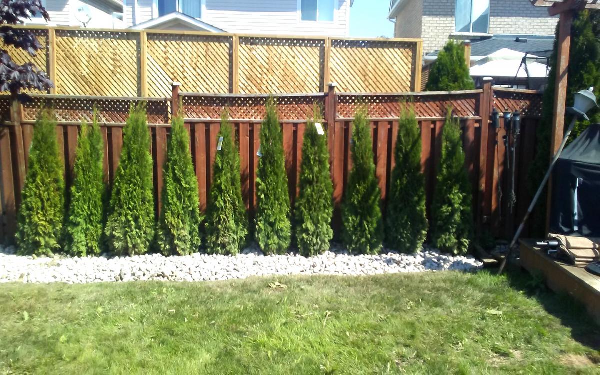 Privacy Cedar Planting  River Stone2