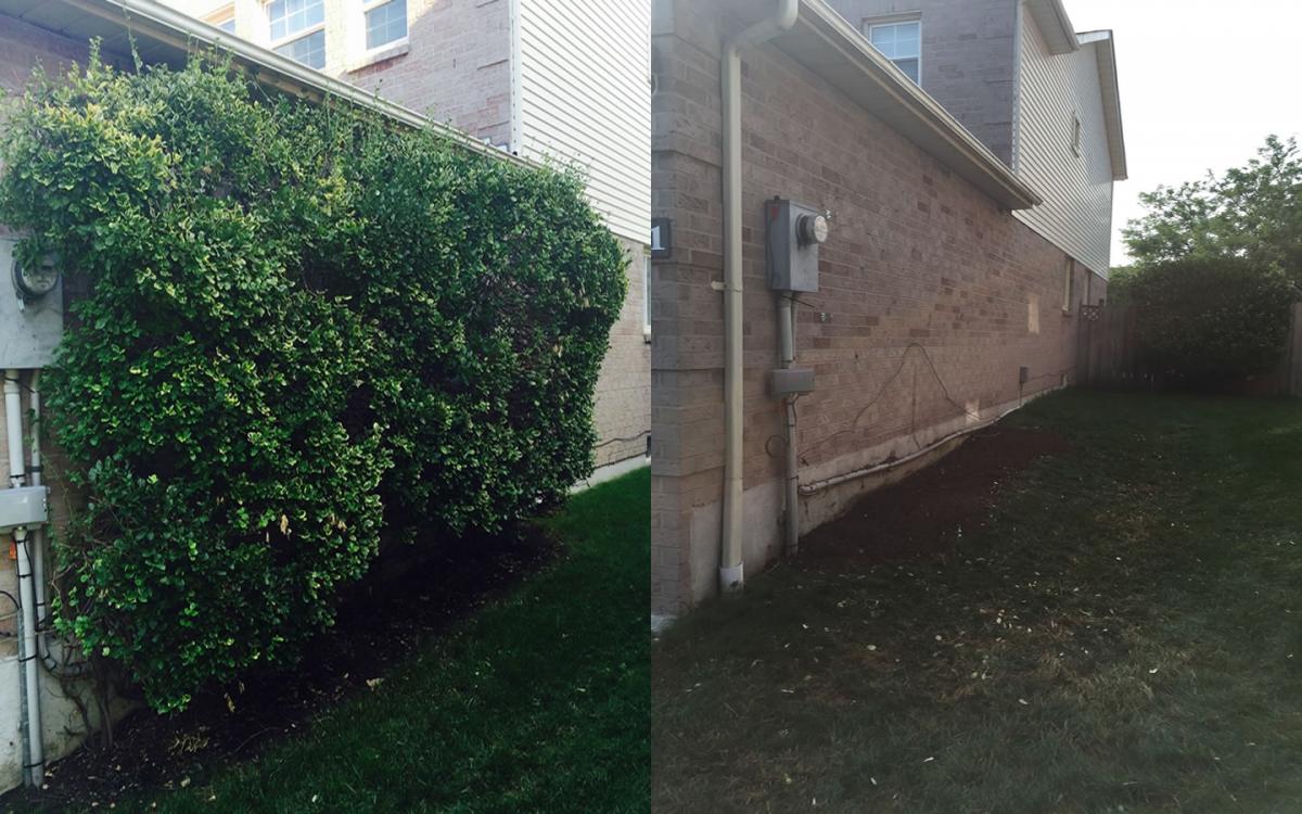 Shrub Removal