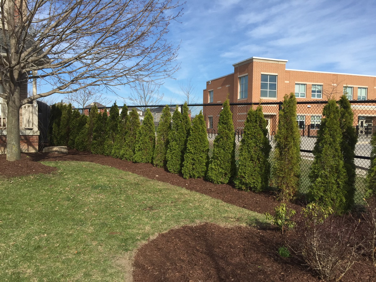 Side Yard Cedar Hedge Planting Pruning 1