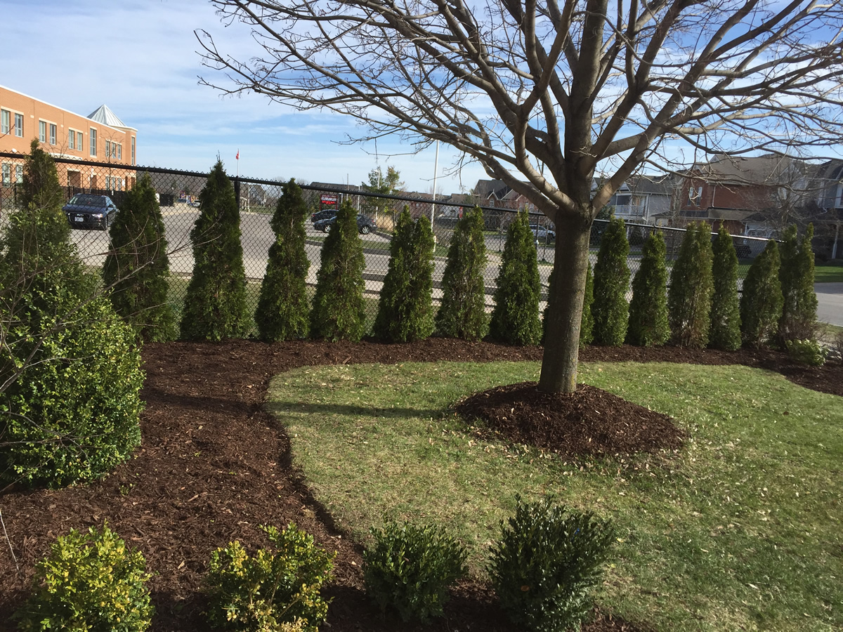 Side Yard Cedar Hedge Planting Pruning 2