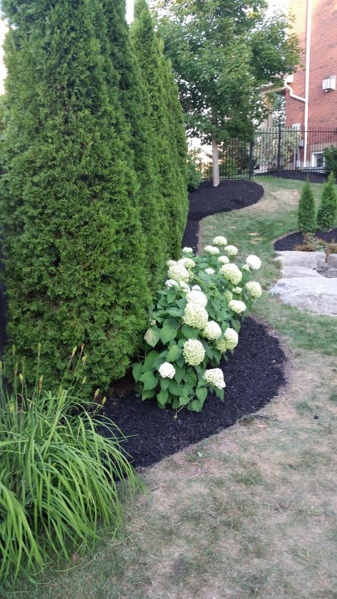 Tree Care Arborist Cedar Hedge Planting