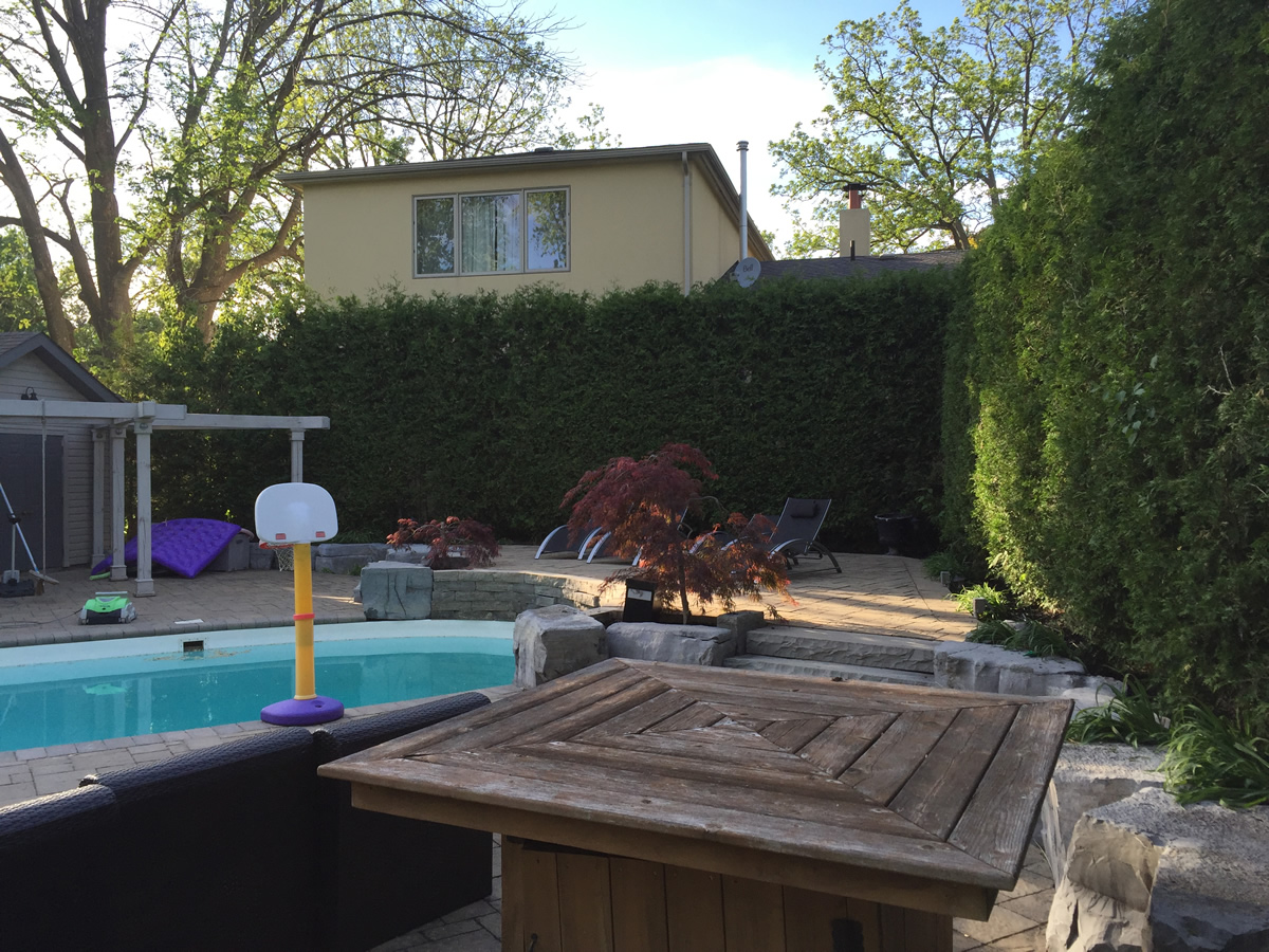 Tree Care Arborist Cedar Hedge Prune