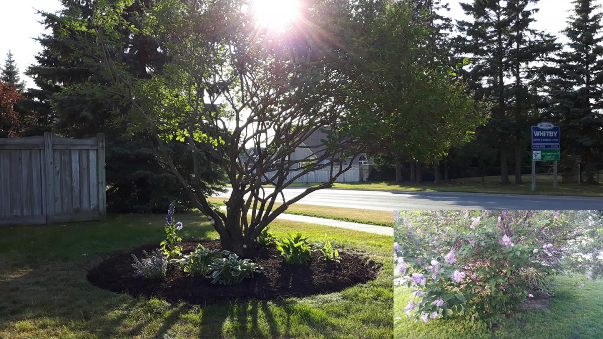 Tree Care Arborist Pruning After