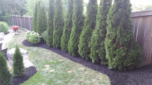 Tree Care Cedar Hedge Planting Pruning 2