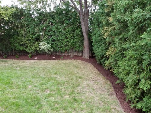 Tree Care Cedar Hedge Pruning 3