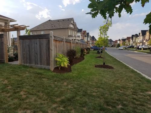 Tree Care Mulch Edging After