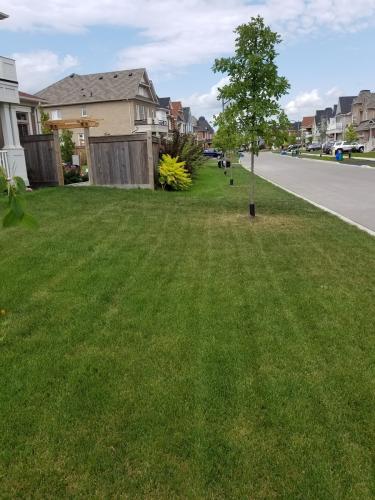 Tree Care Mulch Edging Before