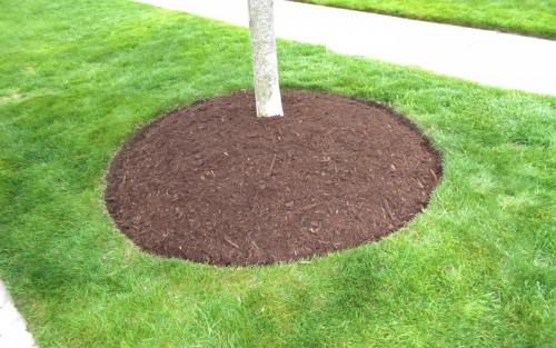 Tree Dressing  Edging with mulch