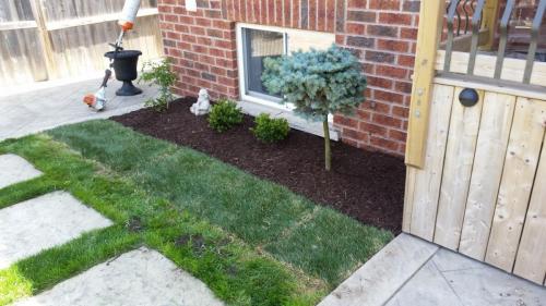 Backyard Lawn Care Sod After