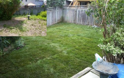 Backyard Sod Installation After1