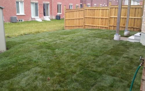Backyard Sod Replacement
