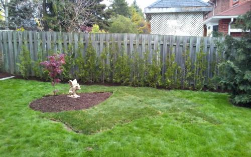 Backyard hedging  Sod