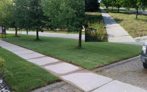 Front Yard Sodding