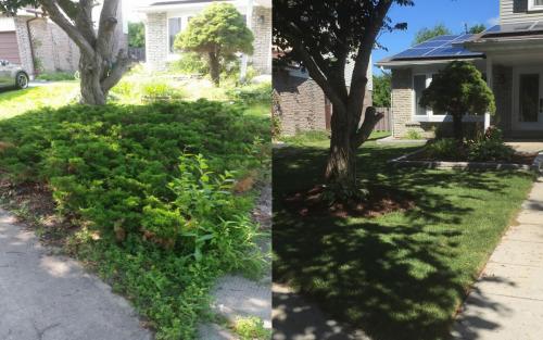 Landscaping Gardening and Sod