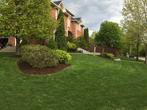 Lawn Care Mow Cutting Grass 1