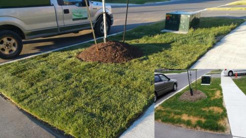 Lawn Care Sod Turf After 1