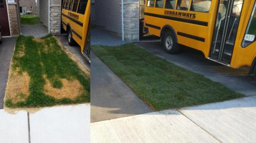 Lawn Care Sod Turf After 2